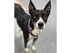 Adopt Leah a Husky / Cattle Dog / Mixed dog in Warren, MI (41398276)