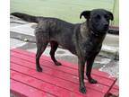 Adopt Bagheera a Mountain Cur / Mixed Breed (Medium) / Mixed dog in Warren