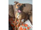 Adopt Huck Finn a Shepherd (Unknown Type) / Boxer / Mixed dog in Cottonwood