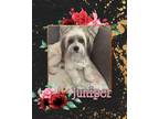 Adopt Juniper a Terrier (Unknown Type, Small) / Mixed dog in Mesa, AZ (41253736)