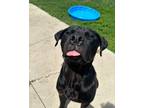 Adopt Keanu a Boxer / Labrador Retriever / Mixed dog in Defiance, OH (40663108)