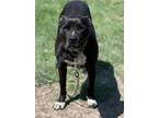 Adopt Sidney a Terrier (Unknown Type, Small) / Labrador Retriever / Mixed dog in