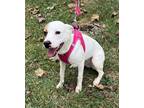 Adopt Tilly~ a Parson Russell Terrier / Mixed dog in Columbia, TN (39949777)