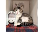 Adopt Gypsy a Brown Tabby Domestic Shorthair (short coat) cat in Newport