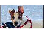 Adopt Mia~+ a Jack Russell Terrier / Mixed dog in Columbia, TN (40812669)