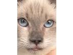 Adopt Clover de Loretta a Siamese / Mixed (short coat) cat in New Braunfels