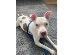 Adopt Bones a Terrier (Unknown Type, Small) / Mixed dog in Hartford City