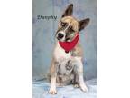 Adopt Dunphy a Akita / Mixed dog in Gilbert, AZ (41244912)