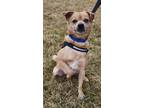 Adopt Oliver a Pug / Mixed Breed (Medium) / Mixed dog in Fremont, OH (40765517)