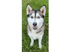 Adopt Ziggy a Siberian Husky / Mixed dog in Fremont, OH (41104518)