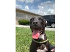Adopt Cleo a American Pit Bull Terrier / Mixed dog in Defiance, OH (41369111)
