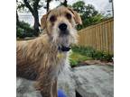 Adopt Cleo a Tan/Yellow/Fawn - with White Schnauzer (Standard) / Border Terrier