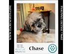 Adopt Chase 042724 a Tan/Yellow/Fawn - with White Lhasa Apso / Mixed dog in