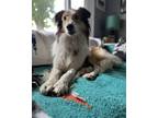 Adopt Sebastian a Collie / Mixed dog in Grand Rapids, MI (41449839)