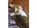 Adopt Nova a Brown Tabby Domestic Shorthair / Mixed cat in Anoka, MN (41007516)