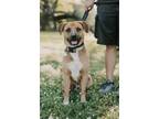 Adopt Tux a Brown/Chocolate Black Mouth Cur dog in Denver, CO (41438347)