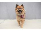 Adopt Deacon a Brown/Chocolate Pomeranian dog in Frisco, TX (41418862)