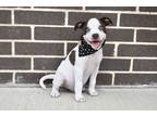 Adopt Jinx a White - with Brown or Chocolate Pug / American Pit Bull Terrier dog