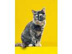 Adopt Venus a Spotted Tabby/Leopard Spotted Domestic Shorthair / Mixed cat in