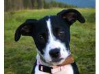 Adopt Petunia a Black - with White Australian Shepherd / Collie dog in Pulaski