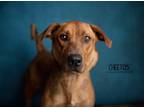 Adopt Cheetos a Brown/Chocolate Basset Hound / Labrador Retriever dog in