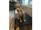Adopt Carat a Tan/Yellow/Fawn - with Black Catahoula Leopard Dog / Labrador
