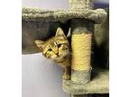 Yuno Domestic Mediumhair Kitten Male
