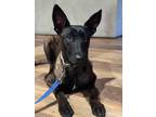 Adopt Nikita - Located in CA a Tan/Yellow/Fawn - with Black Belgian Malinois dog