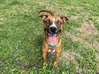 Gigi Grace Carolina Dog Adult Female
