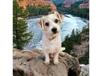 Adopt Catch Up a Jack Russell Terrier dog in Bellingham, WA (41378523)