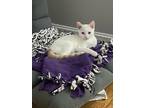 Adopt Osono a White Colorpoint Shorthair / Mixed cat in Warren, CT (41269508)