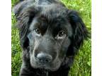 Adopt Hippo Sachima MINI HIPPO a Black - with White Shar Pei / Cocker Spaniel