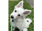 Adopt Snow Ball Barbie a White American Eskimo Dog / Mixed dog in Mishawaka