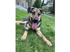 Adopt Ali a Brown/Chocolate - with Black German Shepherd Dog dog in Armonk