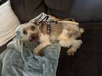 Adopt Dede a White - with Brown or Chocolate Schnauzer (Miniature) / Mixed dog