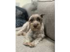 Adopt Pepper a White - with Brown or Chocolate Schnauzer (Miniature) / Mixed dog