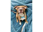 Adopt Checker a Shepherd (Unknown Type) / American Staffordshire Terrier dog in