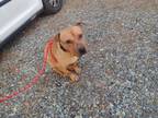 Adopt Rock a Brown/Chocolate Pit Bull Terrier dog in Youngsville, NC (40674285)