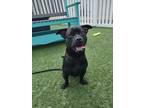 Smokey American Pit Bull Terrier Adult Male