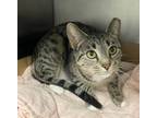 Adopt Blair ~Available & J&K Mega Pet in Wabash, IN! a Brown Tabby Domestic
