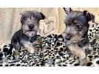 Adopt Roger ***RESCUE CENTER*** a Gray/Blue/Silver/Salt & Pepper Schnauzer