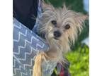 Adopt Alita ***Foster Home*** a Tan/Yellow/Fawn Jack Russell Terrier dog in
