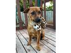 Adopt Sky a Brown/Chocolate Dachshund dog in Oklahoma City, OK (41368867)
