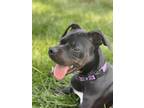 Adopt Allatoona a Black - with White Dalmatian / Mixed Breed (Medium) dog in