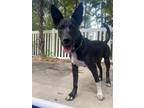 Adopt Clover a Black - with White American Pit Bull Terrier / Siberian Husky dog