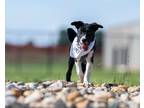 Adopt Patrick a Black - with White American Pit Bull Terrier / Siberian Husky