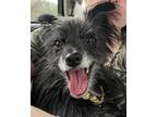 Adopt Peanut a Black - with Gray or Silver Jack Russell Terrier dog in Irwin