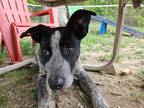 Adopt Titan a Black - with White Blue Heeler / Boxer dog in Irwin, PA (41304844)