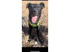 Adopt Loki a Labrador Retriever / Boxer dog in Boulder, CO (40570699)