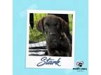 Adopt Avenger Litter: Stark a Brown/Chocolate Labrador Retriever / Chow Chow dog
